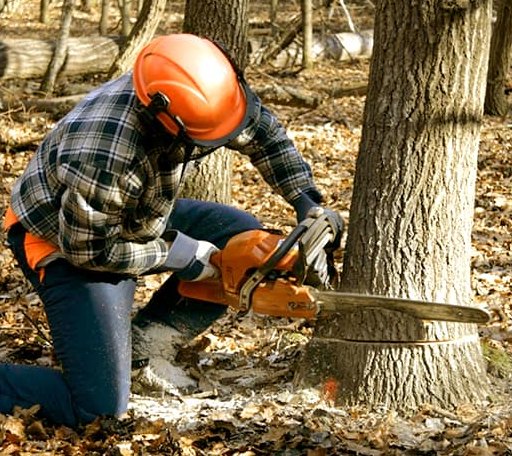 Tree Removal in Wiscasset, ME